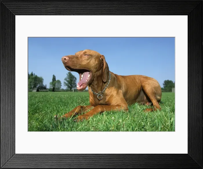 Framed Print : Dog - Bracco Italiano / Italian Pointer lying down in grass and yawning Framed Print : Dog - Bracco Italiano / Italian Pointer lying down in grass and yawning