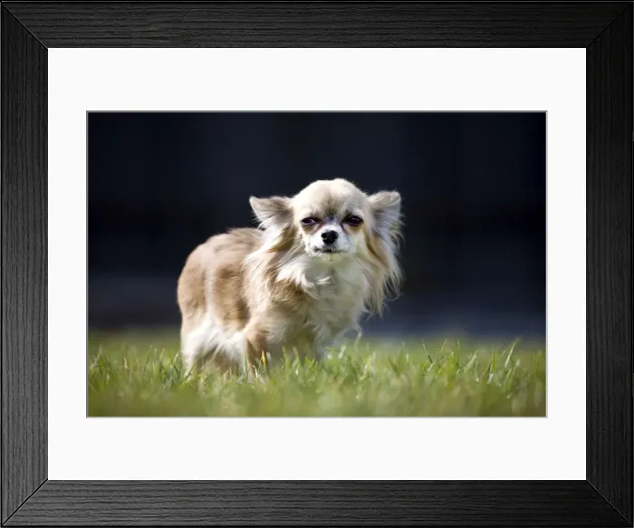 Framed Print : Dog - Chihuahua standing in grass Framed Print : Dog - Chihuahua standing in grass