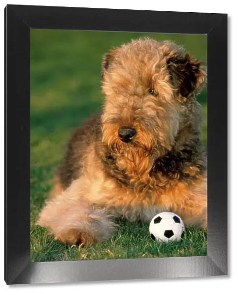 Dog - Airedale Terrier with ball in garden