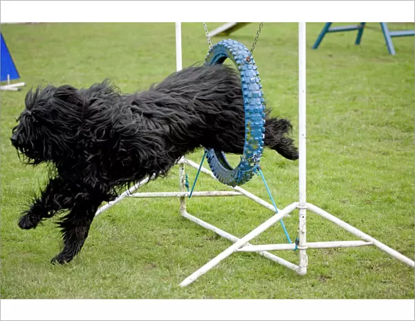 Dog agility - Briard jumping through hoop