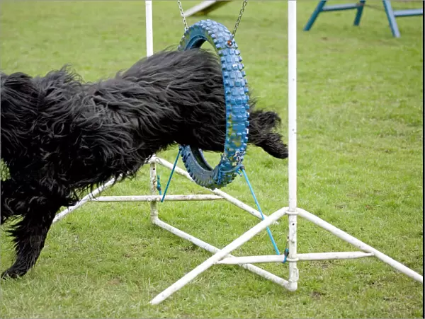 Dog agility - Briard jumping through hoop
