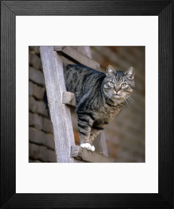 Framed Print : Cat on top of ladder Framed Print : Cat on top of ladder