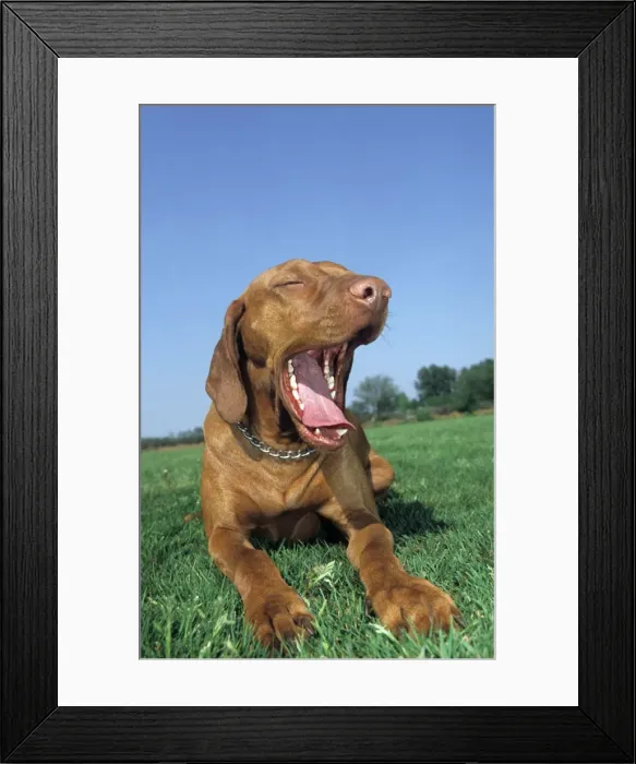 Framed Print : Dog - Bracco Italiano / Italian Pointer lying down in grass and yawning Framed Print : Dog - Bracco Italiano / Italian Pointer lying down in grass and yawning
