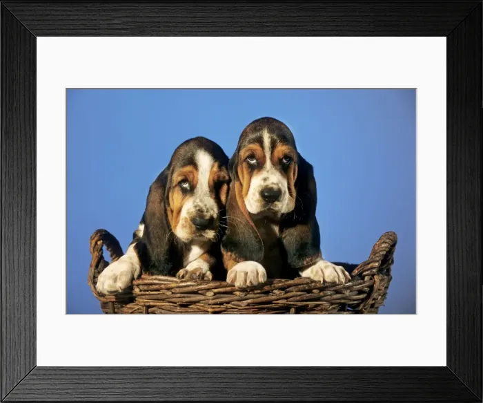 Framed Print : Dog - Basset Hound puppies in basket Framed Print : Dog - Basset Hound puppies in basket