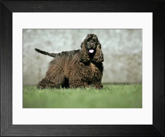 Framed Print : Dog - American Cocker Spaniel Framed Print : Dog - American Cocker Spaniel