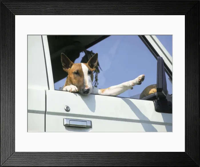 Framed Print : Dog - Bull Terrier in open car window Framed Print : Dog - Bull Terrier in open car window