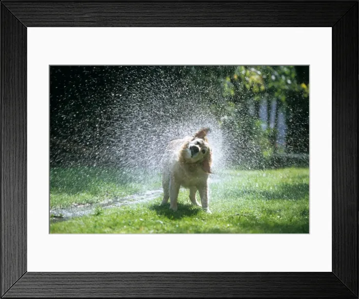 Framed Print : Dog - Golden Retriever shaking water off Framed Print : Dog - Golden Retriever shaking water off