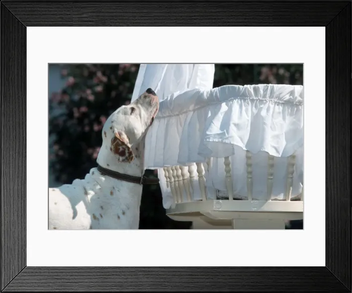 Framed Print : Dog - Dalmatian sniffs childs cradle Framed Print : Dog - Dalmatian sniffs childs cradle
