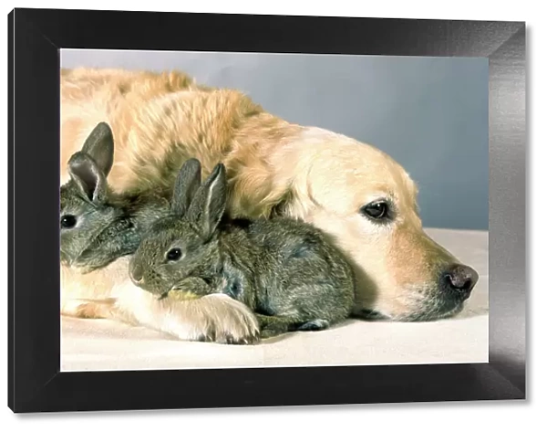 Dog - Golden Retriever lying down with two small rabbits