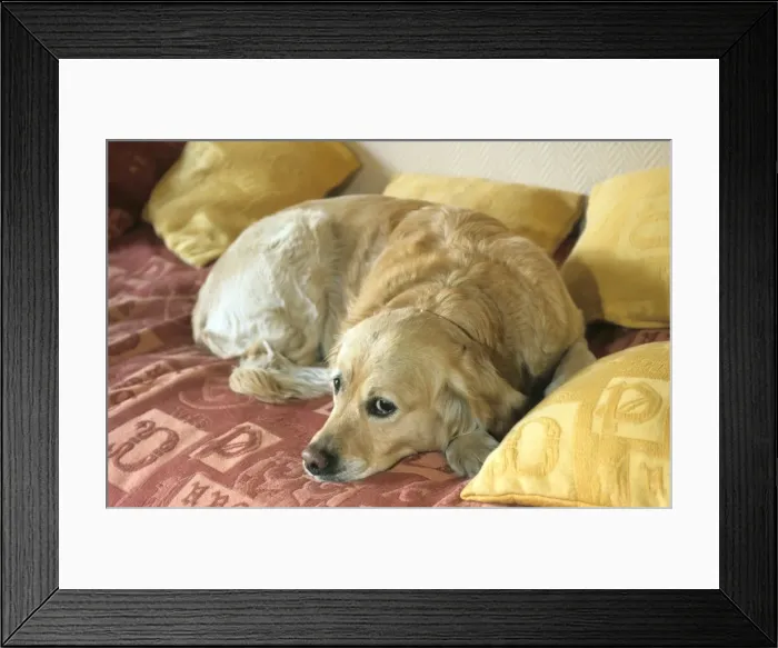 Framed Print : Dog - Golden Retriever lying down Framed Print : Dog - Golden Retriever lying down