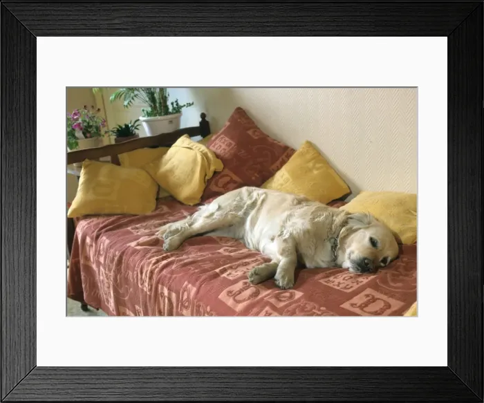 Framed Print : Dog - Golden Retriever lying down Framed Print : Dog - Golden Retriever lying down