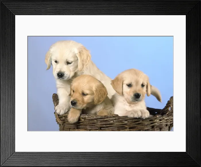 Framed Print : Dogs - Golden Retriever puppies in basket Framed Print : Dogs - Golden Retriever puppies in basket