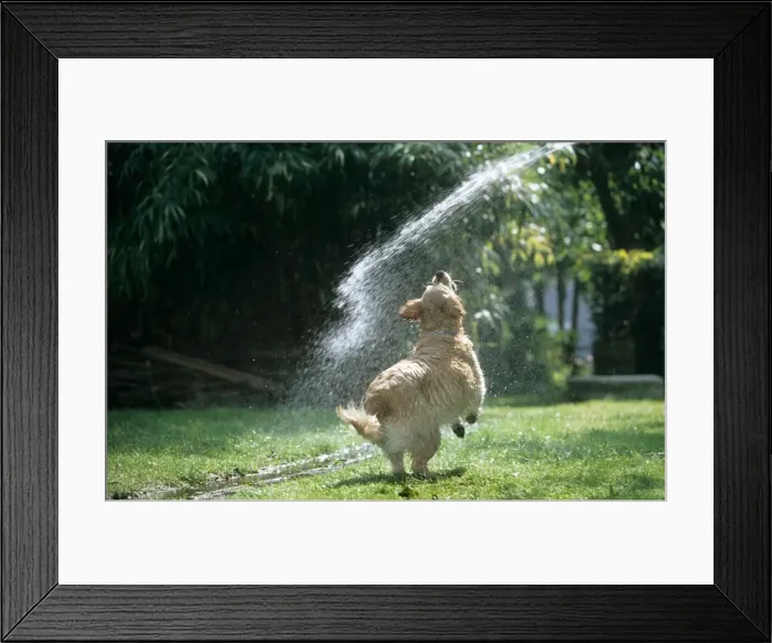 Framed Print : Dog - Golden Retriever - playing with water from garden hose Framed Print : Dog - Golden Retriever - playing with water from garden hose