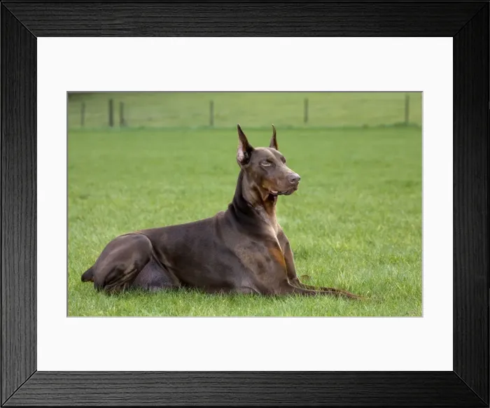 Framed Print : Dog - Dobermann lying down in garden Framed Print : Dog - Dobermann lying down in garden