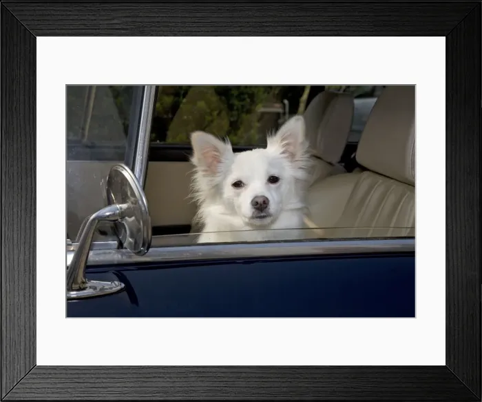 Framed Print : Dog - Mongrel sitting in car Framed Print : Dog - Mongrel sitting in car