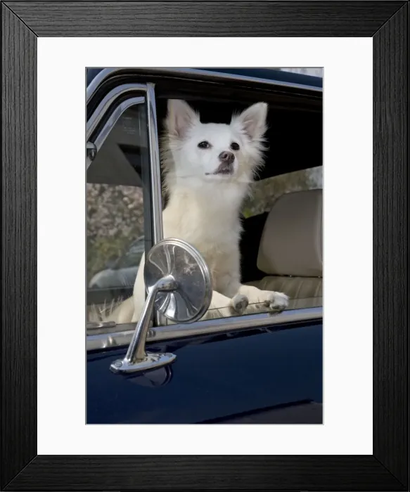 Framed Print : Dog - Mongrel sitting in car Framed Print : Dog - Mongrel sitting in car