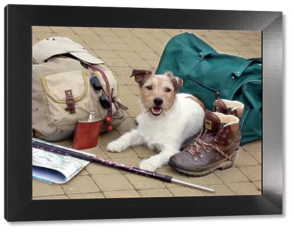 Dog - Jack Russell lying down next to walkers travel  /  explorer equipment
