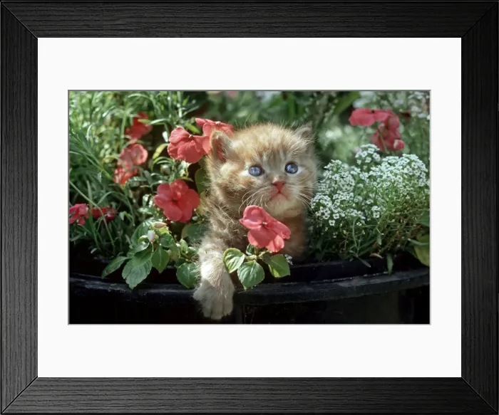 Framed Print : Cat - Kitten in flowers in garden Framed Print : Cat - Kitten in flowers in garden