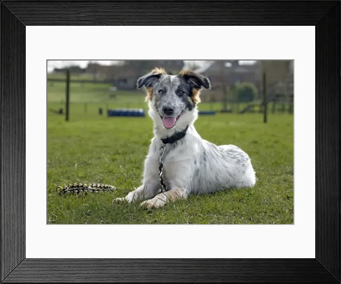 Framed Print : Dog - Mongrel lying down on grass with lead Framed Print : Dog - Mongrel lying down on grass with lead