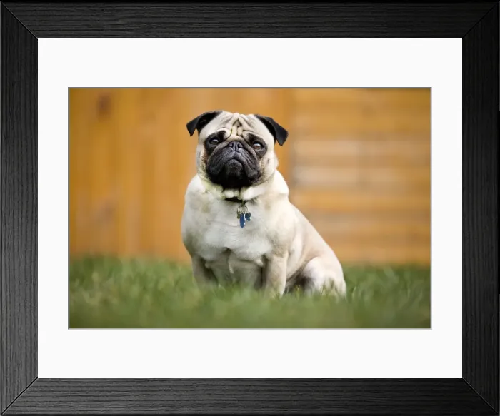 Framed Print : Dog - Pug in garden Framed Print : Dog - Pug in garden