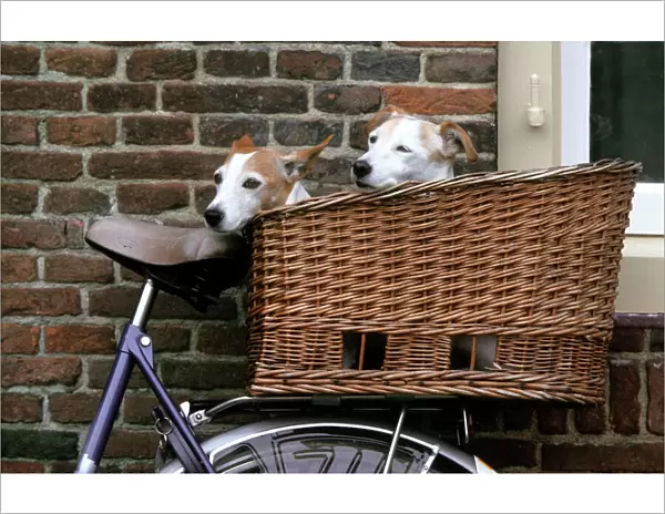 Dogs - Couple of Jack Russell Dogs in basket on bike