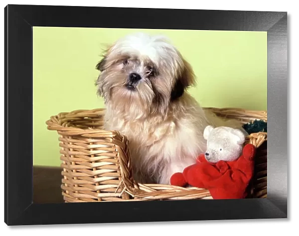 Dog - Shih Tzu in basket with toy