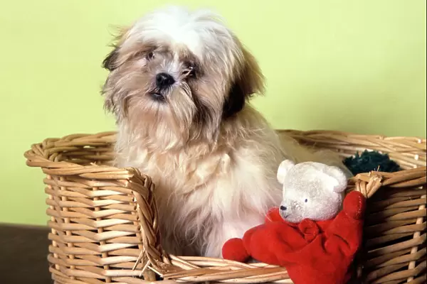 Dog - Shih Tzu in basket with toy