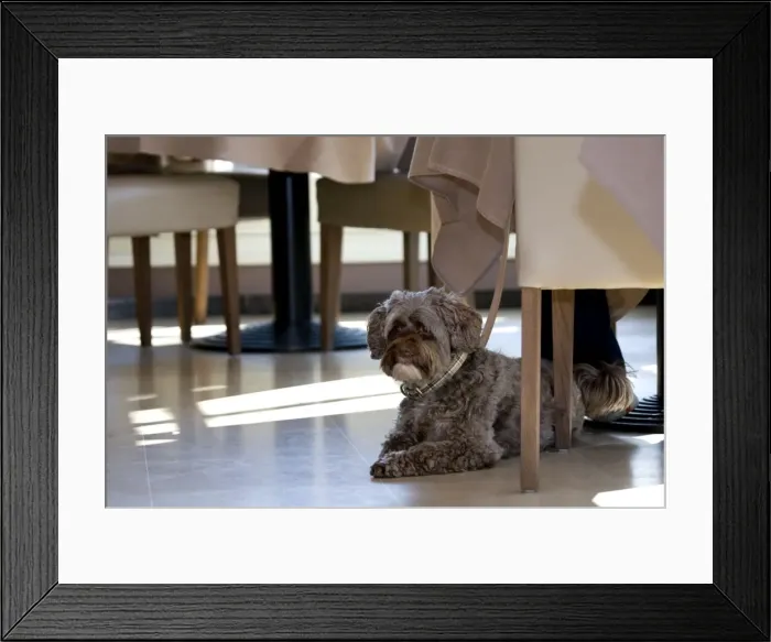 Framed Print : Dog - Tibetan Terrier lying under the table in restaurant Framed Print : Dog - Tibetan Terrier lying under the table in restaurant