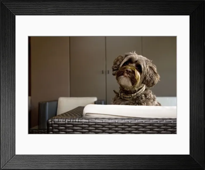 Framed Print : Dog - Tibetan Terrier on seat in living room Framed Print : Dog - Tibetan Terrier on seat in living room