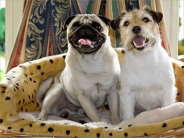 Dogs - Pug and Jack Russell in basket