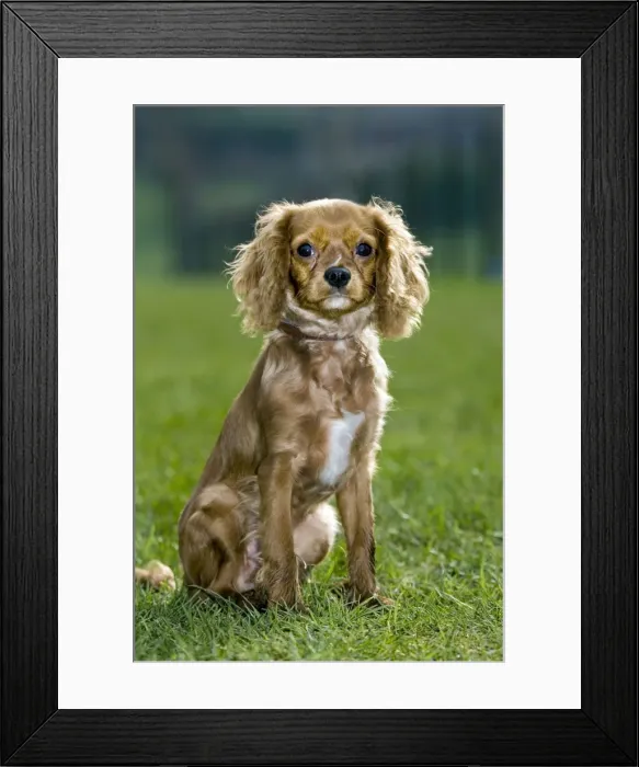 Framed Print : Dog - King Charles Spaniel sitting on grass Framed Print : Dog - King Charles Spaniel sitting on grass