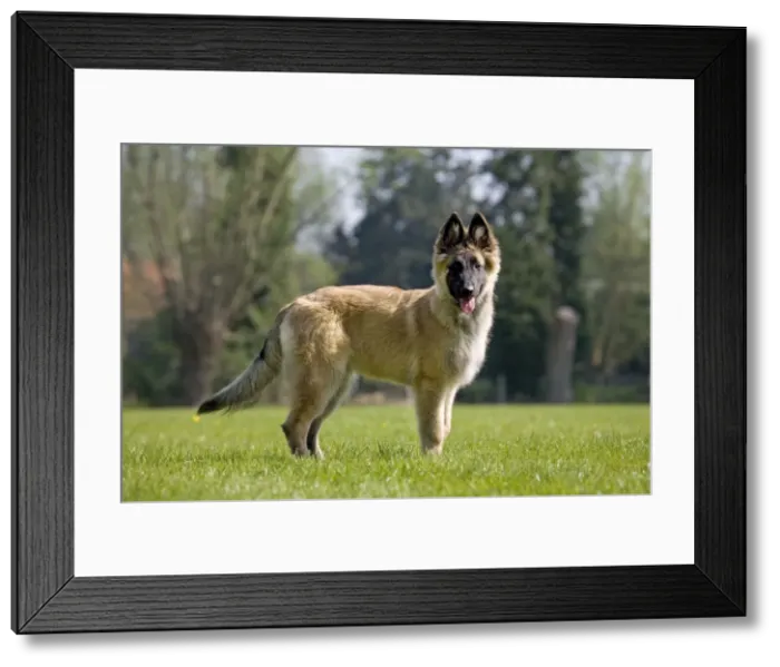 Framed Print : Dog - Belgium Shepherd Tervuren puppy Framed Print : Dog - Belgium Shepherd Tervuren puppy