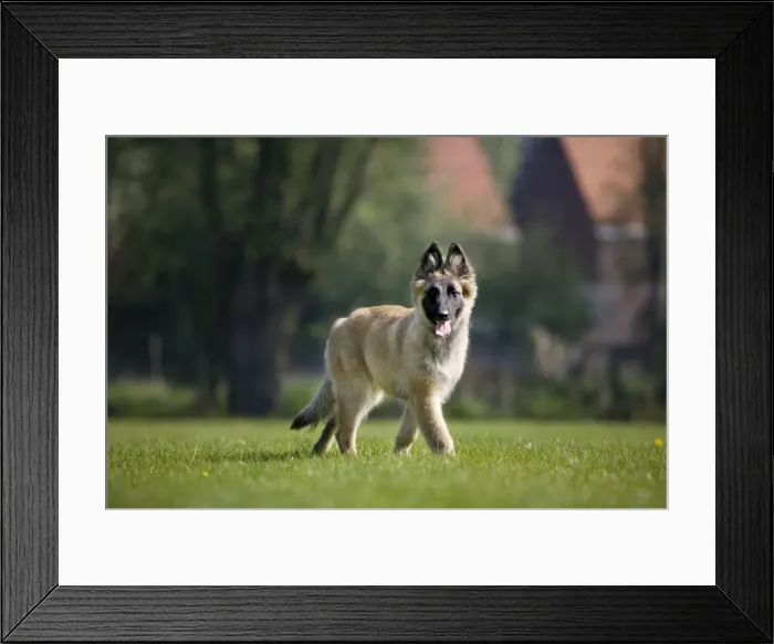 Framed Print : Dog - Belgium Shepherd Tervuren puppy Framed Print : Dog - Belgium Shepherd Tervuren puppy