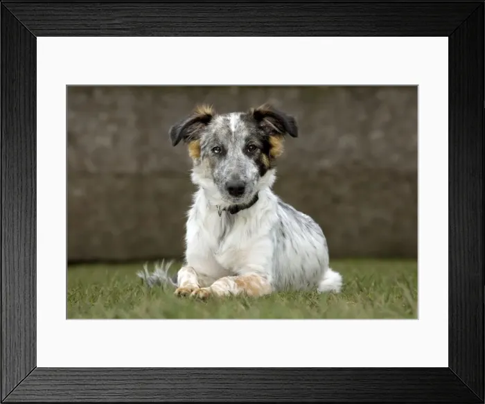 Framed Print : Dog - Mongrel lying down in garden Framed Print : Dog - Mongrel lying down in garden
