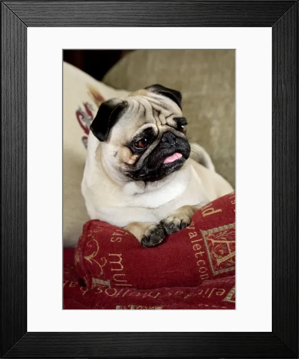 Framed Print : Dog - Pug sitting on pillow Framed Print : Dog - Pug sitting on pillow