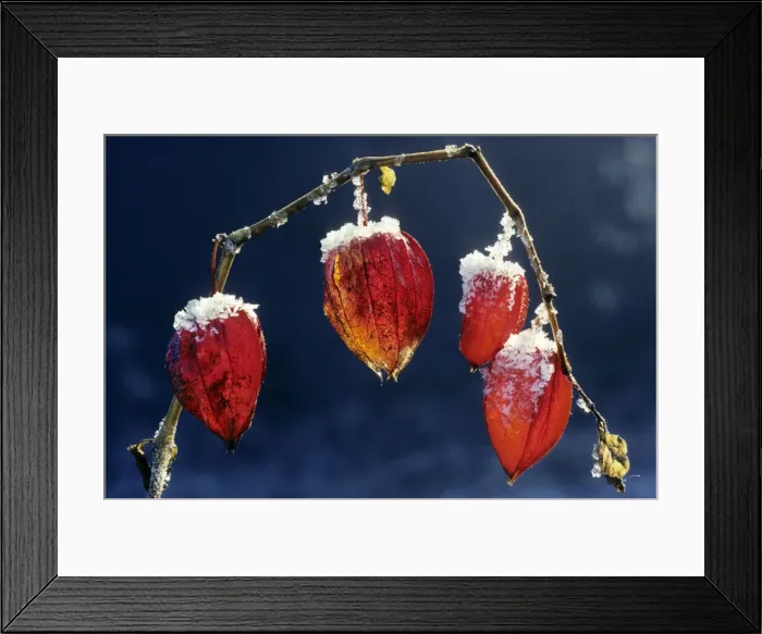 Framed Print : Bladder-cherry / Chinese Lantern / Winter cherry -wih snow Framed Print : Bladder-cherry / Chinese Lantern / Winter cherry -wih snow