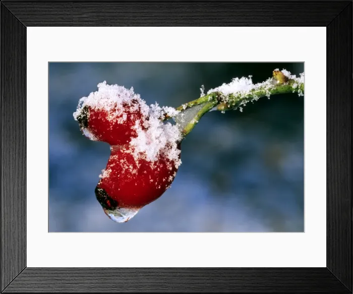 Framed Print : Rose hip - frozen in garden