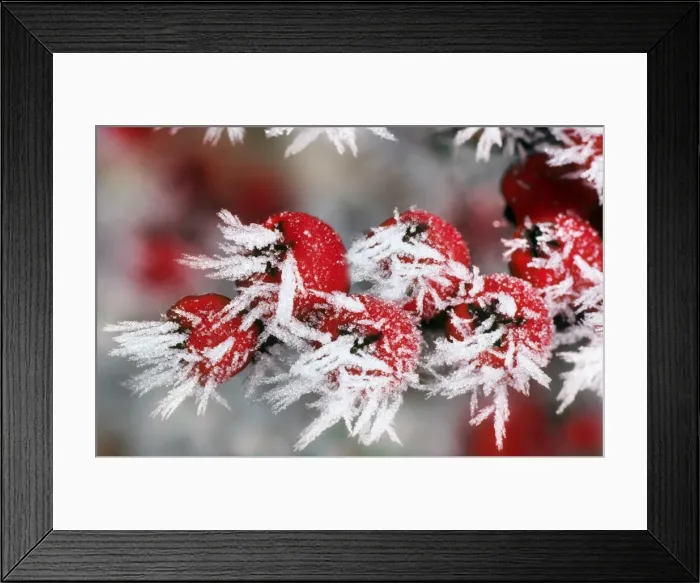 Framed Print : Cotoneaster - frozen berries. Lightened background, added frost