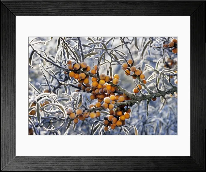 Framed Print : Sea buckthorn - frozen berries Framed Print : Sea buckthorn - frozen berries