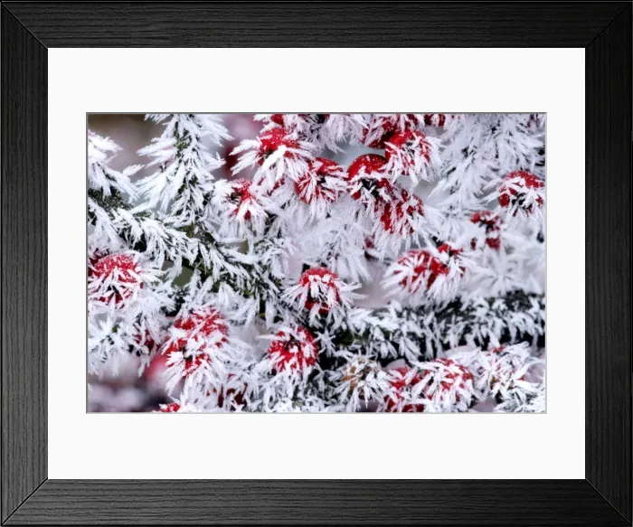 Framed Print : Cotoneaster - frozen berries Framed Print : Cotoneaster - frozen berries