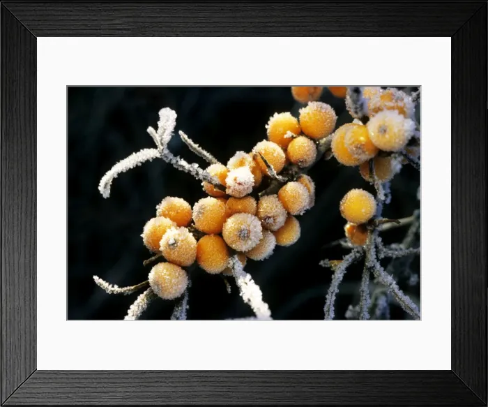 Framed Print : Sea buckthorn - frozen berries Framed Print : Sea buckthorn - frozen berries
