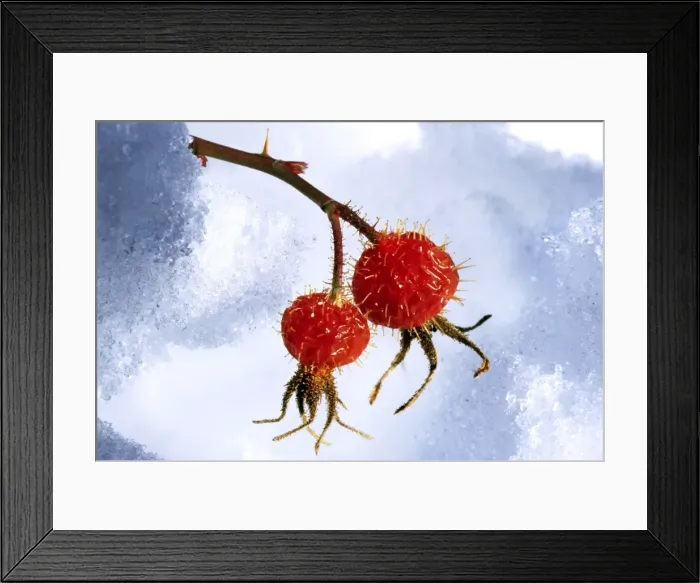 Framed Print : Rose hip - frozen Framed Print : Rose hip - frozen
