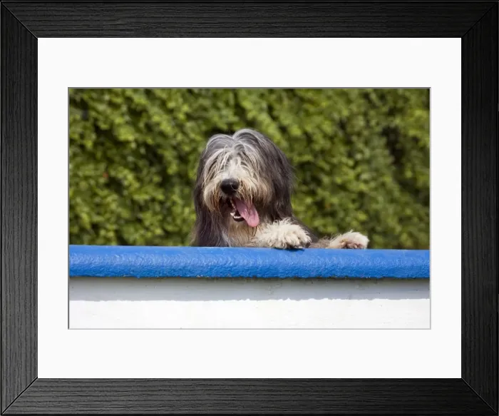 Framed Print : Dog - Bearded Collie look over the wall