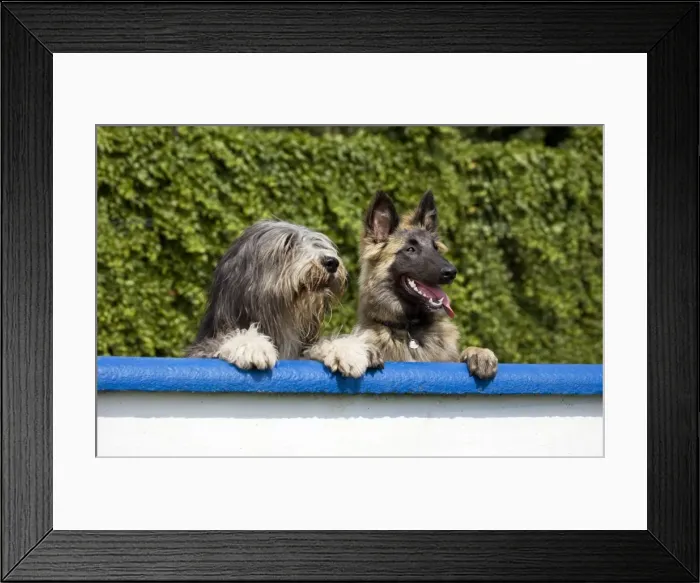 Framed Print : Dogs - Bearded Collie and Tervuren look over the wall in garden Framed Print : Dogs - Bearded Collie and Tervuren look over the wall in garden