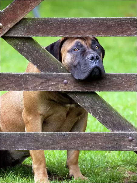Dog - Boerboel peering through fence
