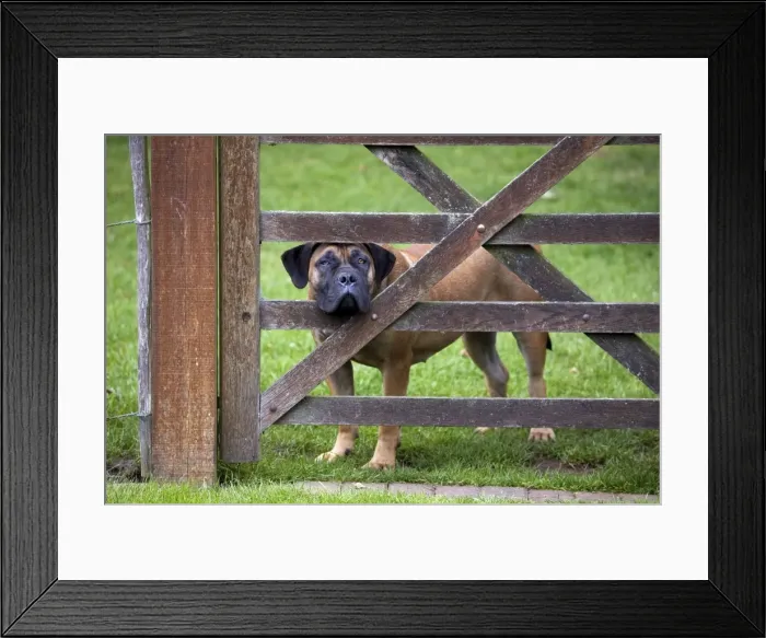 Framed Print : Dog - Boerboel peering through fence Framed Print : Dog - Boerboel peering through fence