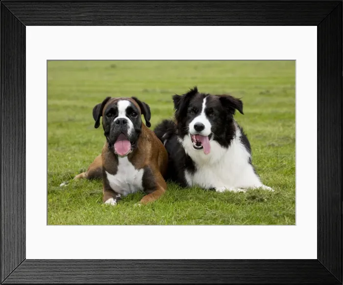 Framed Print : Dogs - Boxer and Border Collie lying in grass Framed Print : Dogs - Boxer and Border Collie lying in grass