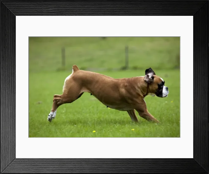 Framed Print : Dog - Boxer running in garden Framed Print : Dog - Boxer running in garden