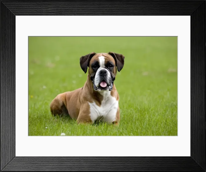 Framed Print : Dog - Boxer lying down in garden Framed Print : Dog - Boxer lying down in garden