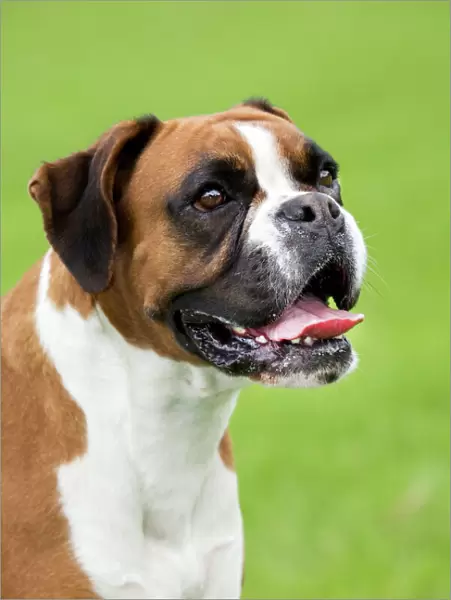 Boxer Dog - portrait